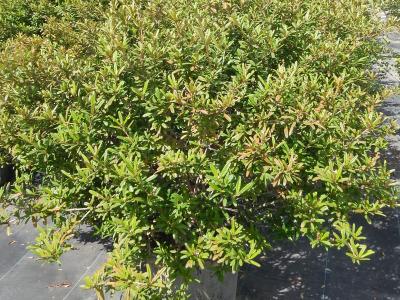 Pineland Croton 25g