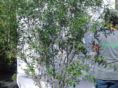 Florida Privet 7g
