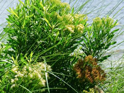 Groundsel Hammock 7g