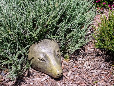 'Heather Hog' Hedgehod Lg 6”Wx5”Dx6”H10 bs