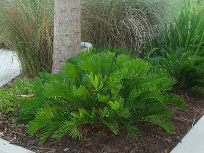 Zamia Coontie 15g
