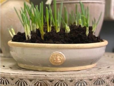 Kew Bulb Bowl Light Grey Lg 3"x12"