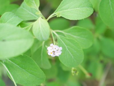Lantana involucrata NATIVE 1g