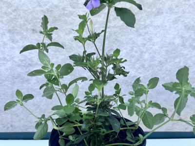 Petunia Florida 1g