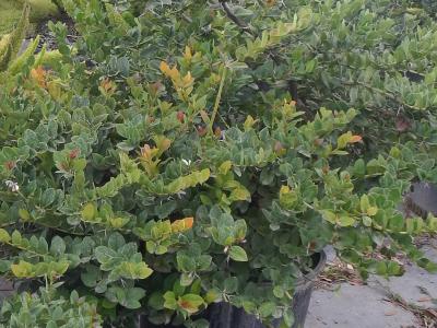 Carissa Natal Plum 3g