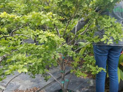 Lignum Vitae Rough Bark 7g