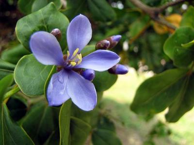 Lignum Vitae Native 3g
