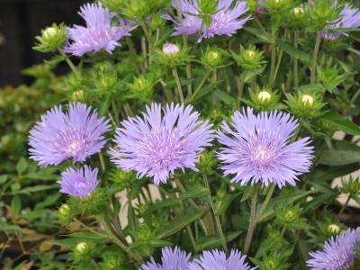Aster Stoke's 1g