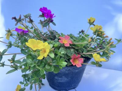 Portulaca/Purslane 1g