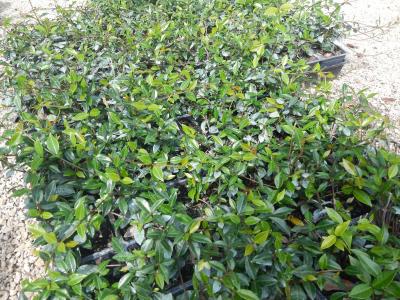 Jasmine Minima Green 4"