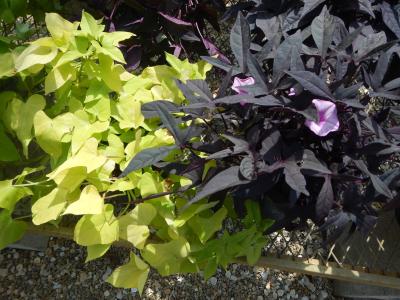 Sweet Potato Vine 1g