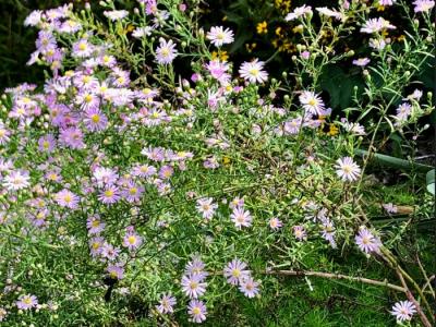 Aster Climbing 1g