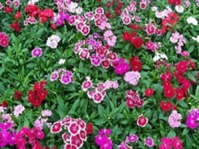 Dianthus 1g