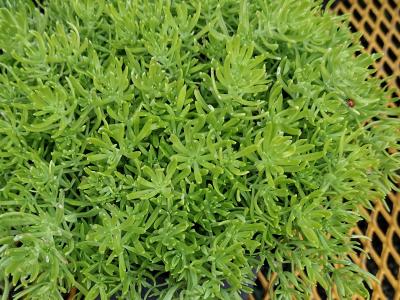 Sedum 1g