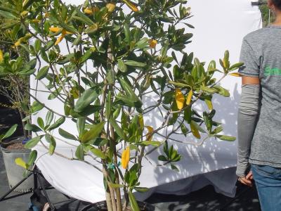 Seven-Year Apple 15g