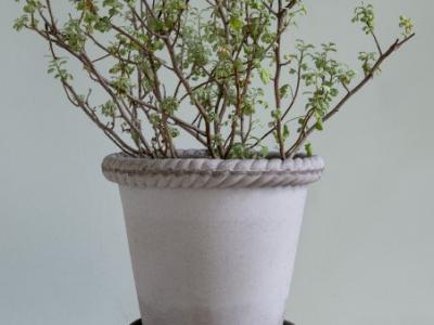 Emilia Pot w/Saucer Antique Grey 6.3"