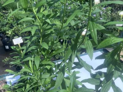 Goldenrod Canadensis 1g