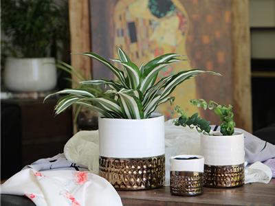 Jewel Cache Pot Pot Ivory White Md 4"x4.5"