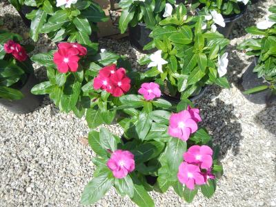 Vinca 1g