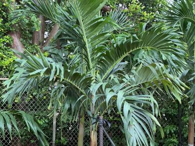 Palm Adonidia Single SUN 65g