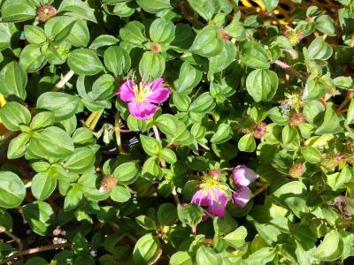 Tibouchina Trailing 1g