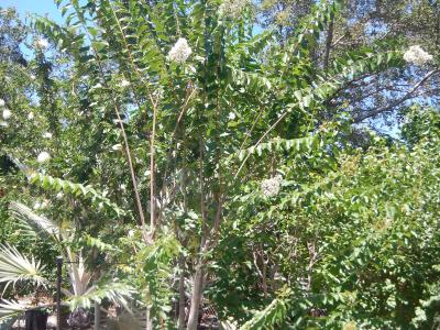 Crape Myrtle Natchez Std 25g