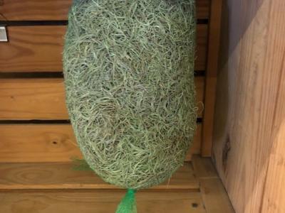 Moss Spanish Natural & Dry 1lb