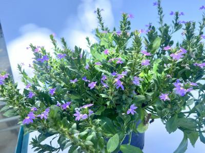 Scaevola Blue/White/Pink 3g