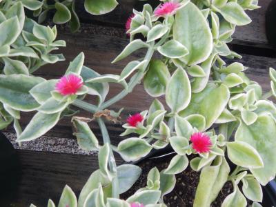 Sun Rose Baby Variegated 1g