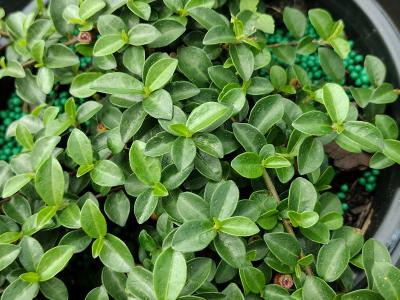 Ficus Vacciniodes 1g