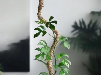 Supermoss Pole Mossy 42"