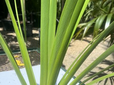 Iris Virginica 1g