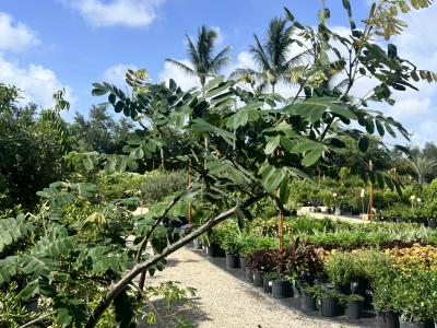 Cassia Bahamensis 7g
