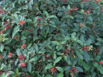 Firebush NATIVE 15g