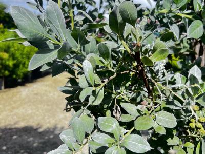 Buttonwood Silver Std 15g