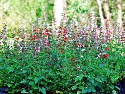 Salvia coccinea 1g