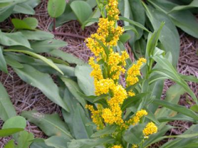 Goldenrod Seaside 1g