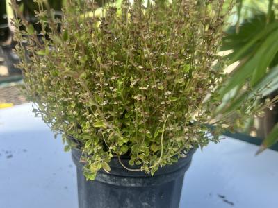 Havana Skullcap 1g