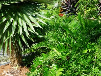 Zamia Coontie 3g