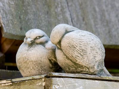 Duet Birds VE 6"x5.25"x3" - 3 lbs