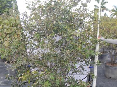 Spicewood 15g